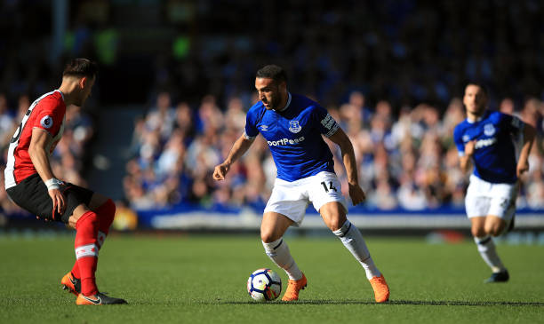 广州蒲公英 广州蒲公英